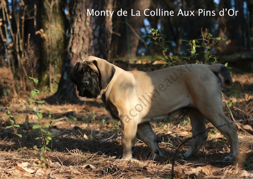 Monty De La Colline Aux Pins d'Or